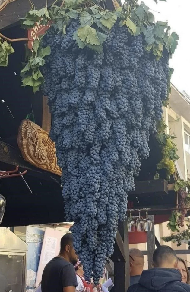 A large, cone-shaped cluster of deep purple grapes hangs from a wooden structure adorned with grapevine leaves. Several people gather below, some looking up at the massive grape bunch, seemingly admiring it.