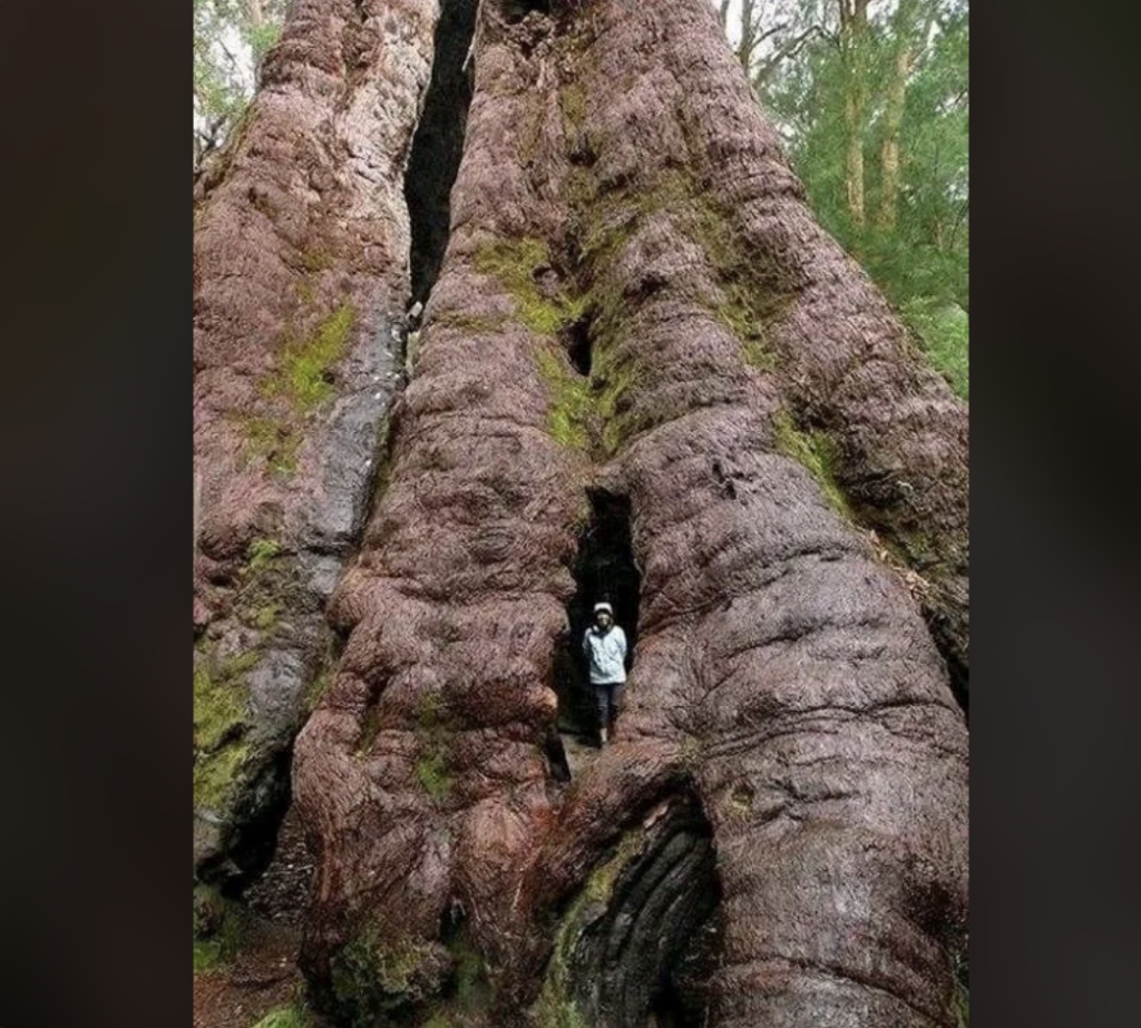 A person wearing a white jacket stands inside a large hollow of an ancient, towering tree with a weathered trunk in a forest. The tree's rough, gnarled bark is covered with patches of green moss. Surrounding the tree are various other trees and forest vegetation.