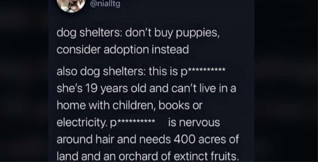 A meme showing a tweet from @nialltg that reads: "dog shelters: don't buy puppies, consider adoption instead. also dog shelters: this is p*********, she's 19 years old and can't live in a home with children, books, or electricity. p********* is nervous around hair and needs 400 acres of land and an orchard of extinct fruits.