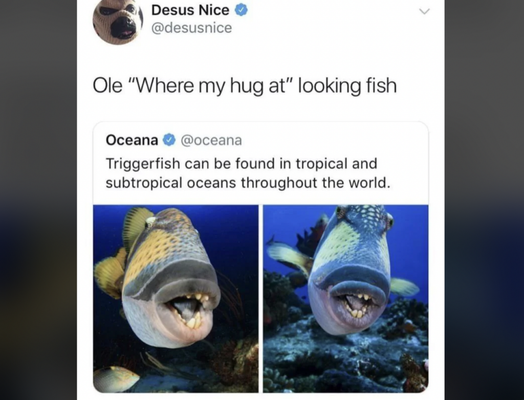 A tweet by Desus Nice with the text "Ole 'Where my hug at' looking fish" above an embedded tweet from Oceana showing two images of a triggerfish with open mouths. Oceana's tweet reads: "Triggerfish can be found in tropical and subtropical oceans throughout the world.