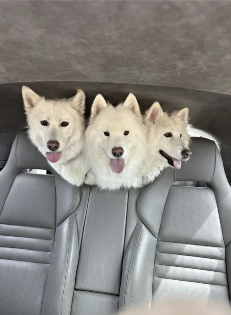 Three fluffy white dogs are seated in the back of a car, peeking over the back seat with their tongues out and looking at the camera. The car's interior is gray, and the supportive headrests of the seats are visible.