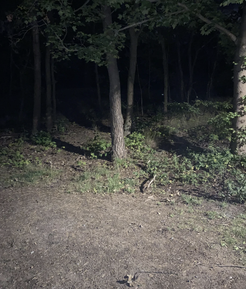 A nighttime scene of a wooded area. The foreground is illuminated, revealing a dirt ground and some greenery. Further back, trees and foliage are faintly visible, obscured by darkness.