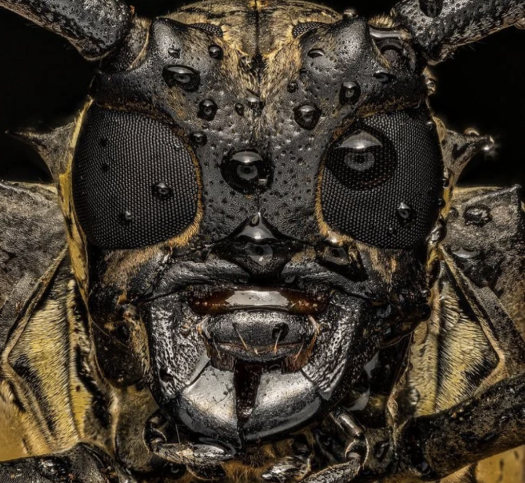 Close-up photograph of a beetle's face, showing intricate details of its large, textured eyes and mandibles. The beetle's face is covered in water droplets, highlighting its rough, textured surface and giving a dramatic, almost surreal appearance.