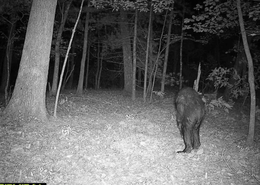 Black and white trail camera image showing a bear standing on its hind legs in a forest at night. Trees and foliage are visible in the background.