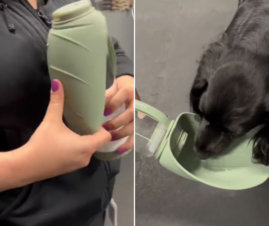 The image is divided into two parts. The left shows a person holding a green portable water bottle. The right shows a black dog drinking water from the attached cup of the same bottle.