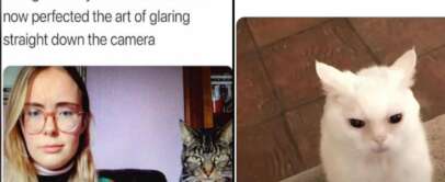 Left side: A woman with glasses and a colorful striped shirt sits in front of a camera with a tabby cat next to her, both staring. Text above reads: "My cat has become OBSESSED with sitting in on my zoom calls and has now perfected the art of glaring straight down the camera." Right side: A white cat with a displeased expression looks up. Text above reads: "My cat always wakes me at 4am. Today I woke him first.