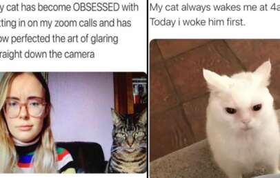 Left side: A woman with glasses and a colorful striped shirt sits in front of a camera with a tabby cat next to her, both staring. Text above reads: "My cat has become OBSESSED with sitting in on my zoom calls and has now perfected the art of glaring straight down the camera." Right side: A white cat with a displeased expression looks up. Text above reads: "My cat always wakes me at 4am. Today I woke him first.