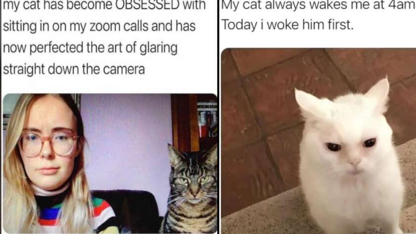 Left side: A woman with glasses and a colorful striped shirt sits in front of a camera with a tabby cat next to her, both staring. Text above reads: "My cat has become OBSESSED with sitting in on my zoom calls and has now perfected the art of glaring straight down the camera." Right side: A white cat with a displeased expression looks up. Text above reads: "My cat always wakes me at 4am. Today I woke him first.