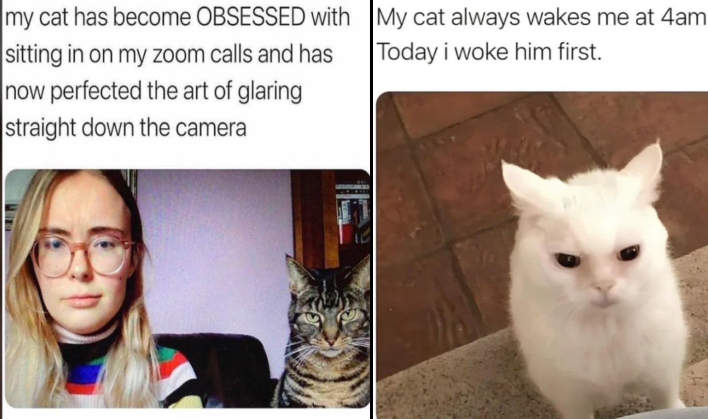 Left side: A woman with glasses and a colorful striped shirt sits in front of a camera with a tabby cat next to her, both staring. Text above reads: "My cat has become OBSESSED with sitting in on my zoom calls and has now perfected the art of glaring straight down the camera." Right side: A white cat with a displeased expression looks up. Text above reads: "My cat always wakes me at 4am. Today I woke him first.