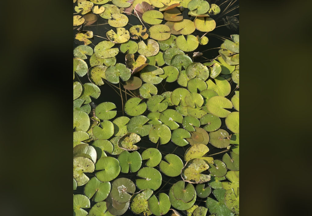 A pond covered with numerous green lily pads of varying sizes, some showing yellowing edges and brown spots. The dark water beneath them is visible in the gaps between the pads. The lily pads create a dense, almost seamless, natural pattern.