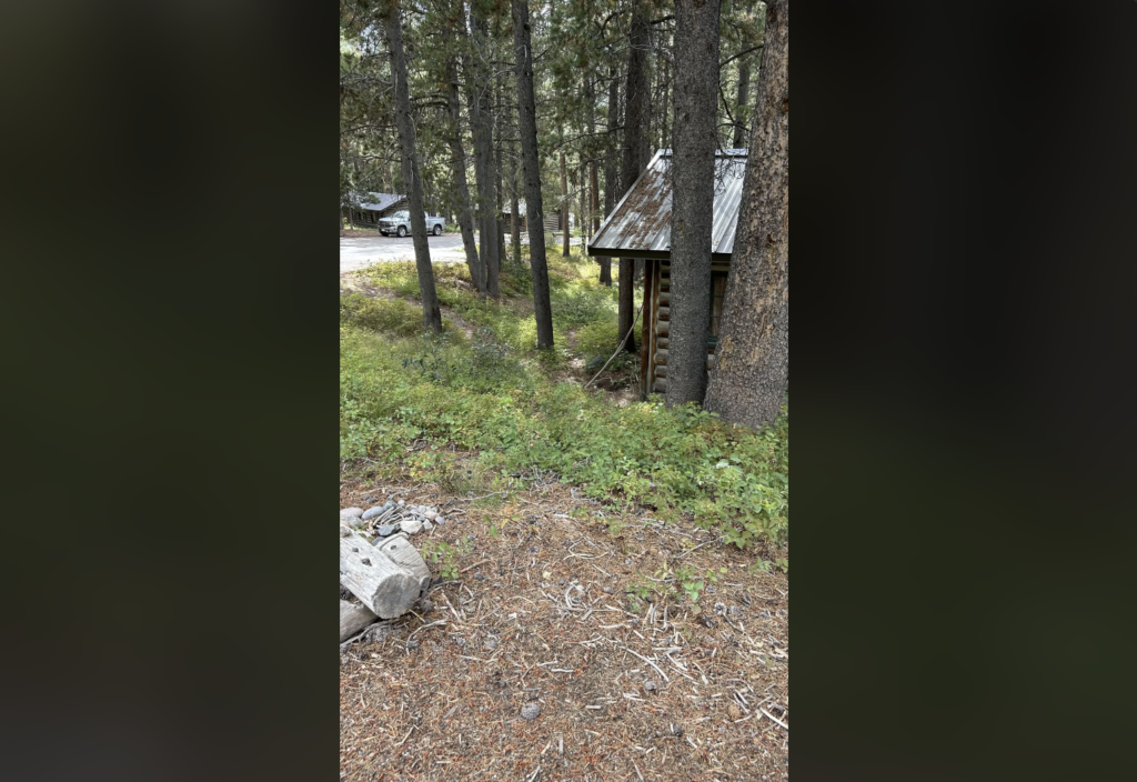 A small cabin with a tin roof nestled among tall pine trees, with a dirt road and a white car visible in the background. The ground is covered in pine needles, grass, and logs near the foreground. The scene is tranquil and forested.