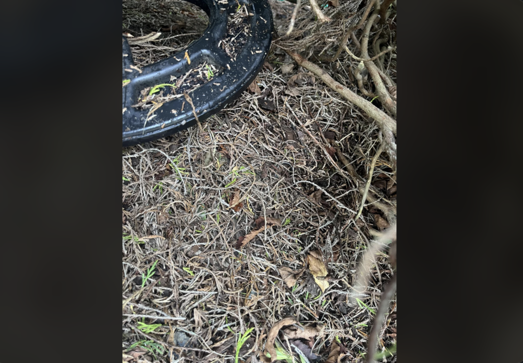 A black metal detector coil rests close to a patch of dry, tangled grass and twigs. The ground is covered in a mix of brown, dried vegetation and small green plants beginning to grow. Some larger roots or branches are visible in the top right corner of the image.