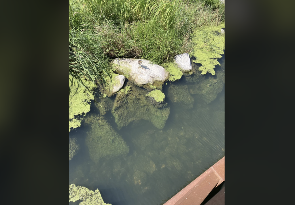 A small turtle is basking on a rock surrounded by green algae in a calm, clear pond. The pond is bordered by tall grasses, and the water's surface is partially covered with floating green vegetation.