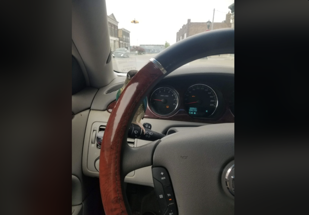 A view from the driver's seat inside a car showing a wooden steering wheel on the left, the car's dashboard with illuminated gauges, and an urban street scene outside the windshield, including a few buildings and cars.