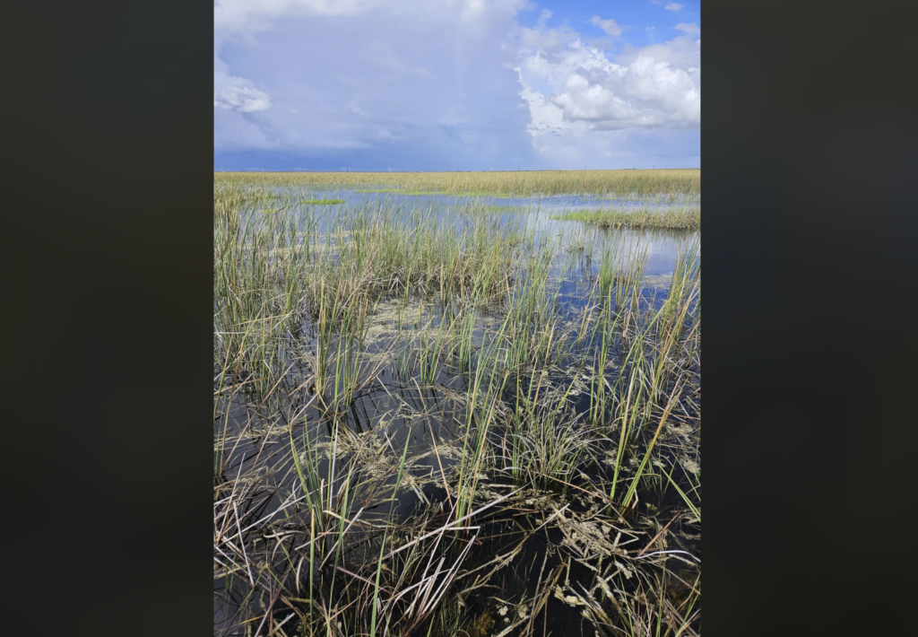 A vast wetland landscape featuring tall grasses rising from shallow water under a bright blue sky dotted with white clouds. The horizon blends seamlessly with the open expanse of the marsh.