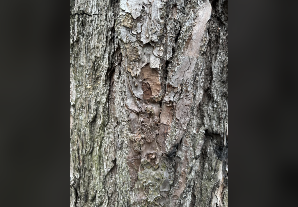 Close-up image of tree bark, showcasing its rough and textured surface with various shades of brown, gray, and some greenish patches. The bark is peeling and cracked, revealing intricate natural patterns.