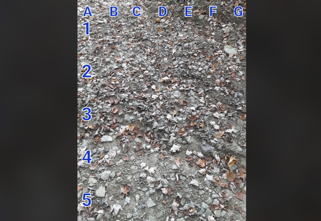 A grid labeled with letters A-G and numbers 1-5 overlays a ground covered in dry leaves and small rocks. The leaves are mostly brown, with some reddish and yellowish hues. The ground appears uneven and slightly sloped.