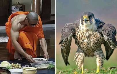 The image is split into two parts. On the left, a person in orange robes is leaning forward, preparing or arranging food items on a tray. On the right, a falcon with outstretched wings stands on grass, facing the camera.