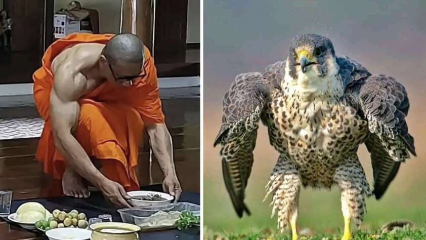 The image is split into two parts. On the left, a person in orange robes is leaning forward, preparing or arranging food items on a tray. On the right, a falcon with outstretched wings stands on grass, facing the camera.