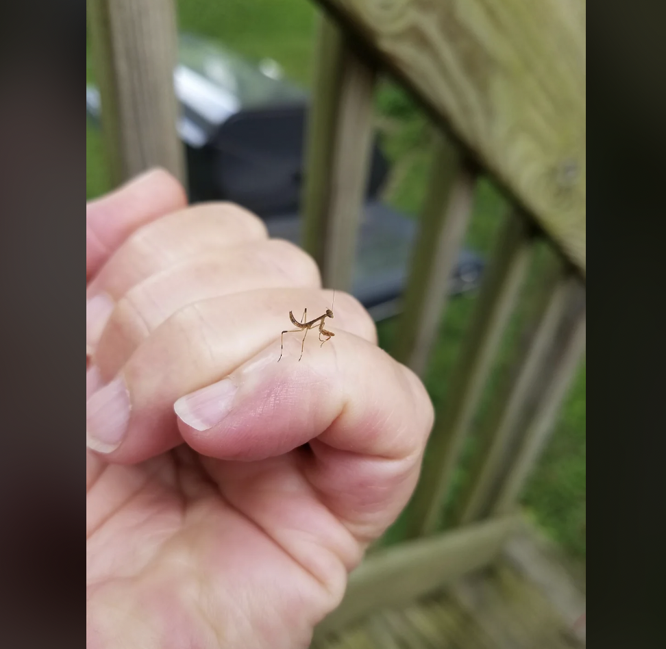 A tiny praying mantis rests on a person's finger. The wooden railing of a deck and green grass are visible in the blurred background. The person's hand is held up close to the camera, emphasizing the small size of the mantis.