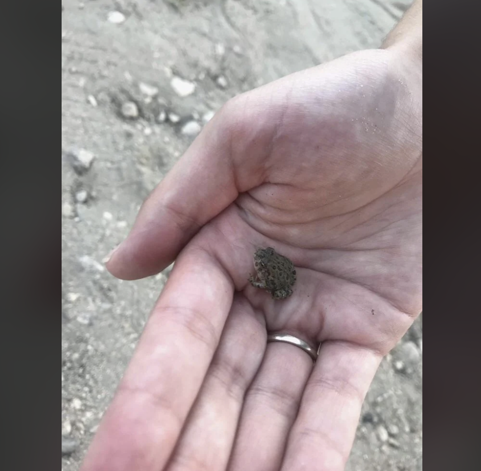 A small toad rests in the palm of a person's hand. The ground in the background is sandy and scattered with small rocks. The person is wearing a silver ring on their left hand.