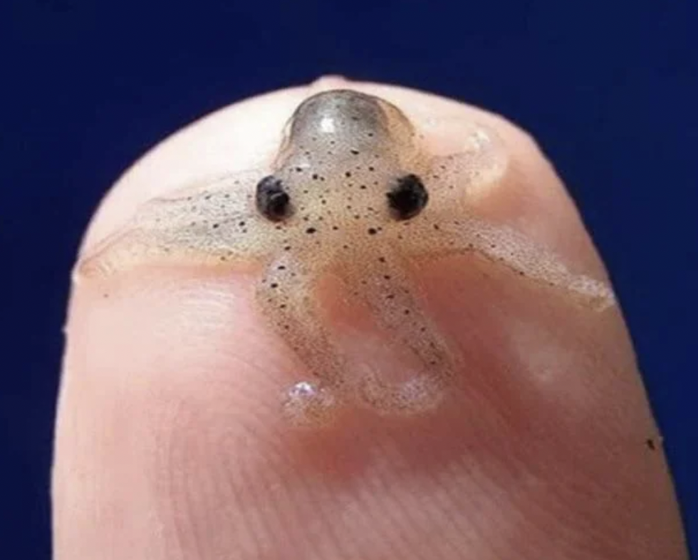 A tiny, translucent baby octopus sits on the tip of a fingertip against a dark blue background. The octopus has eight tentacles and visible black eyes, showcasing its minuscule size in comparison to the finger.