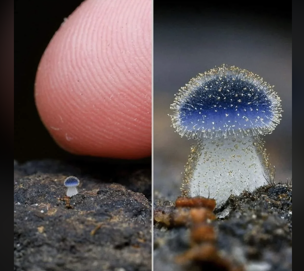 Close-up images of a tiny mushroom with a blue cap and white stem. On the left, a finger shows the mushroom's small size, while on the right, the mushroom is shown in more detail, revealing its delicate, speckled surface.