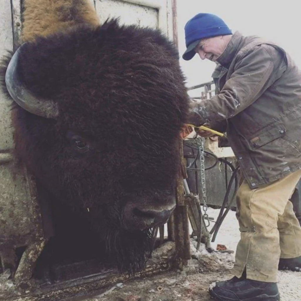 A person wearing a blue beanie, brown jacket, and beige pants is tending to a large bison, which has its head restrained in a metal frame. The scene is outdoors on a snowy day. The person appears to be using a tool near the bison's fur.