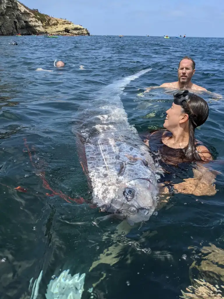 Three snorkelers in calm ocean water near a rugged coastline are interacting with a large, elongated fish with a silvery, reflective body. The fish is partially submerged, and one snorkeler is holding it while others observe.