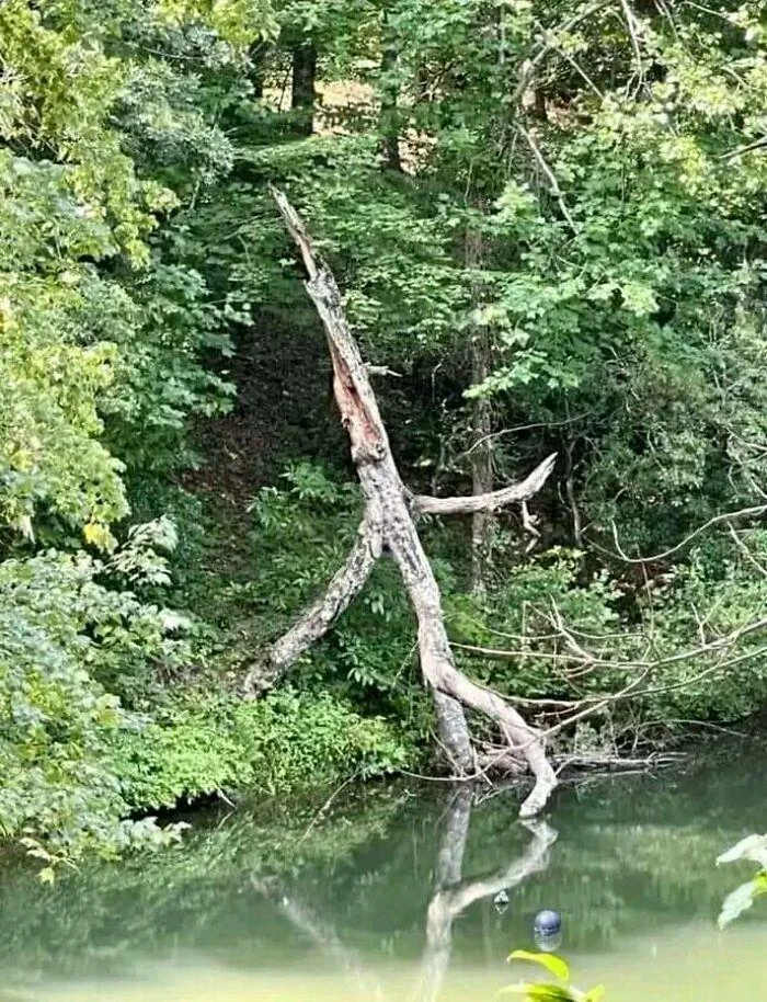 A tall, dead tree with sparse branches leans over a small, calm pond surrounded by dense green foliage. The reflection of the tree is seen in the water, and a dark, round object is partially submerged near the surface.