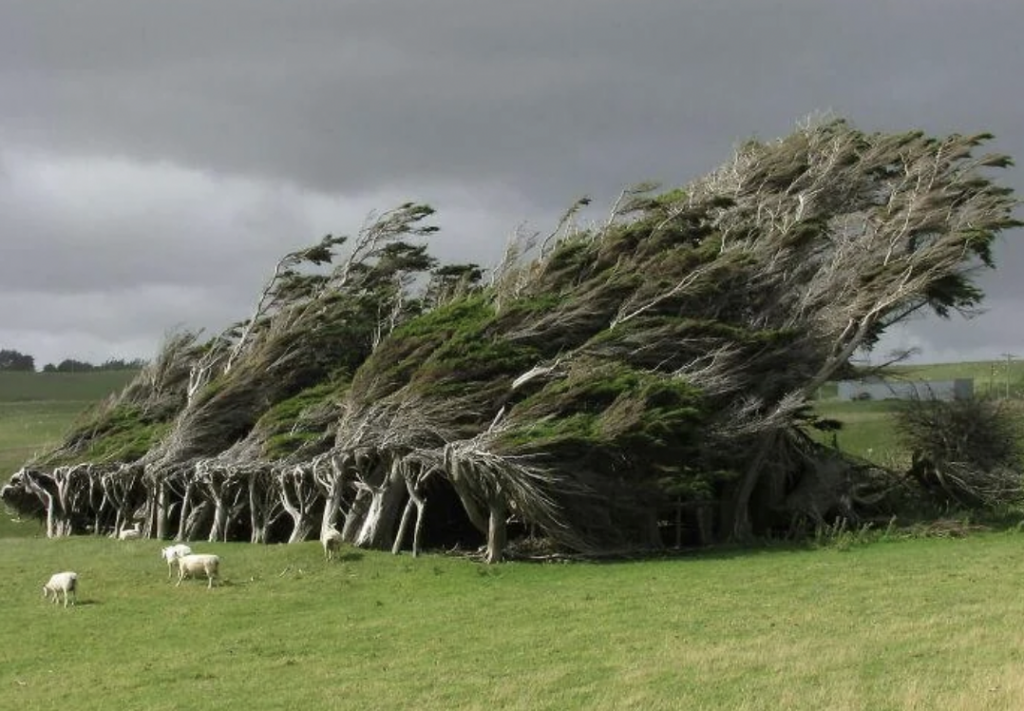 A group of trees, bent and leaning heavily to the right due to strong winds, stands in a grassy field under a cloudy sky. In the foreground, a few sheep graze on the grass.