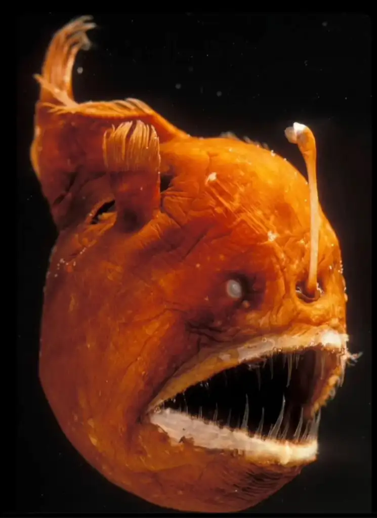 Close-up image of an anglerfish with a large, open mouth showing sharp teeth set in red flesh. The fish's distinctive lure, which extends from its head with a bulbous tip, is clearly visible. The background is dark, highlighting the creature's eerie appearance.