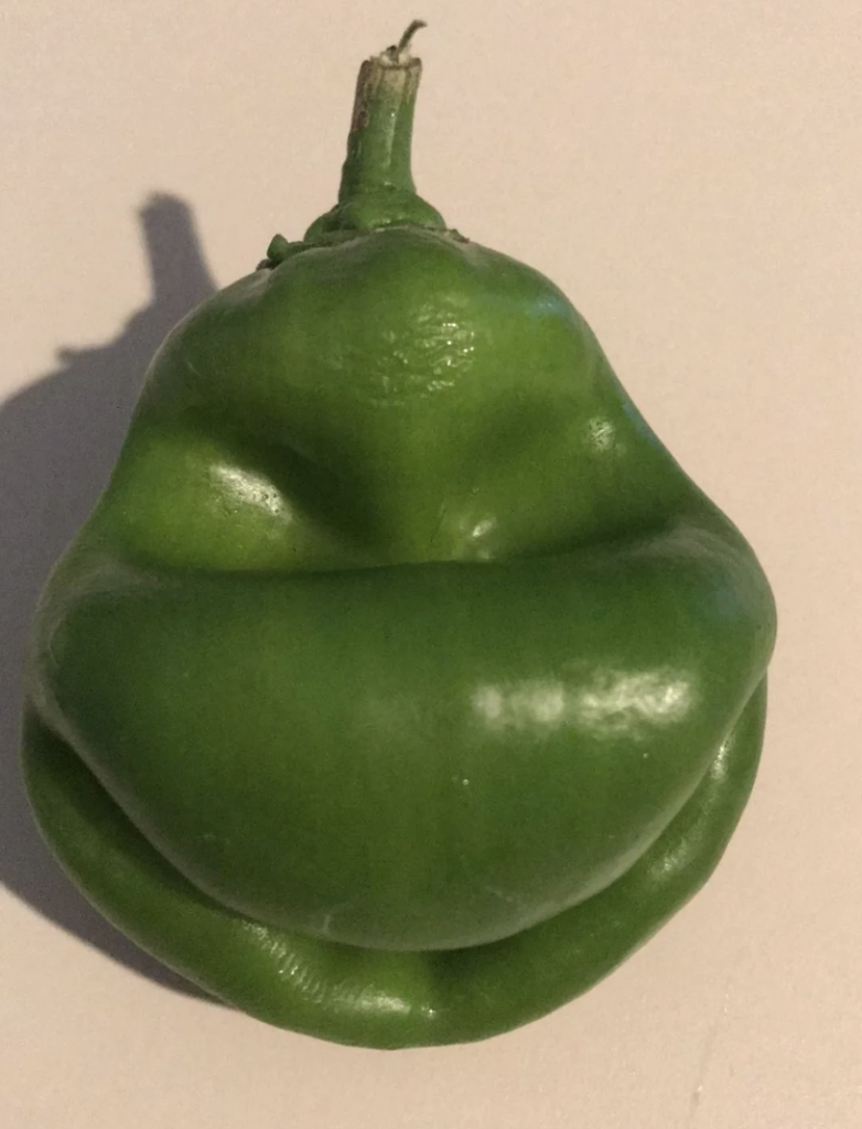 A green bell pepper that has grown in an unusual shape, resembling a face with a prominent lower lip and a small nose. The pepper is placed against a plain, light-colored background.