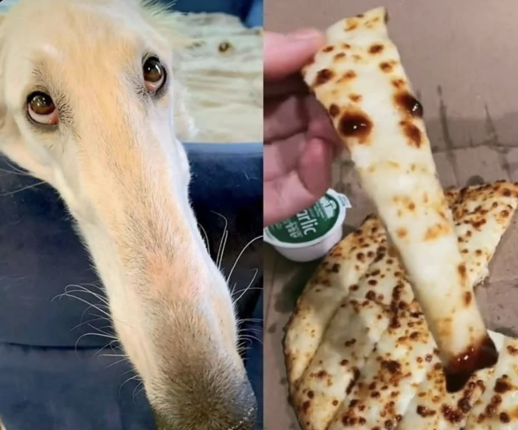 A side-by-side comparison photo: on the left, a close-up of a dog's long snout and large eyes looking up; on the right, a hand holding a triangular piece of cheese bread resembling the shape and length of the dog's snout. The background shows more cheese bread.