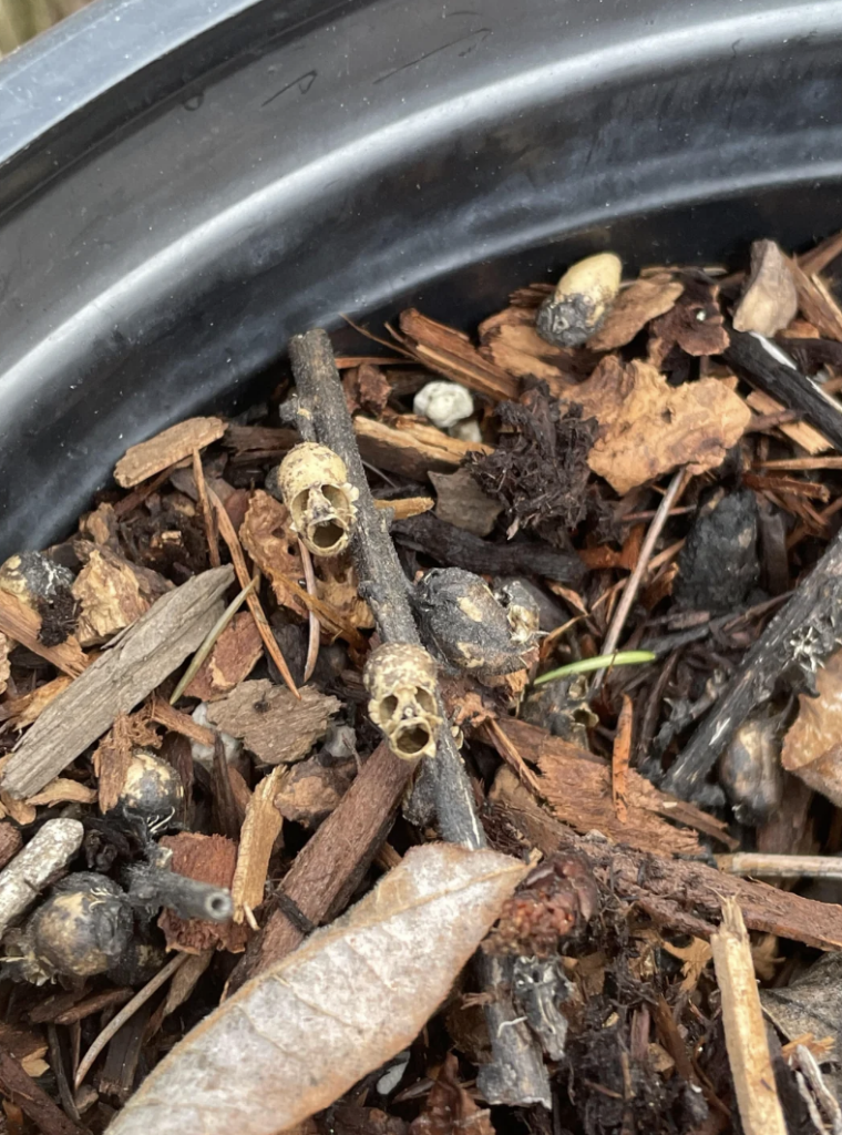 A close-up of a plant pot filled with soil, wood chips, and organic debris. Among the debris, there are small, dried seed pods that resemble tiny skulls with hollow eyes and mouths.