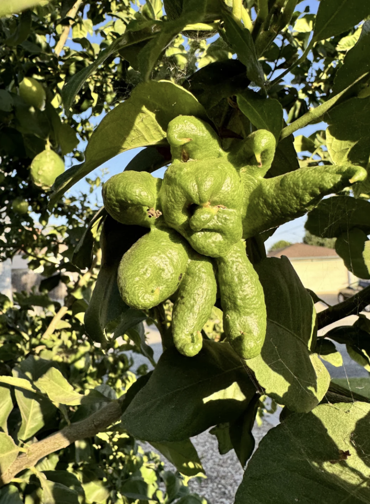 Close-up of a green fruit resembling a hand with multiple fingers, known as Buddha's hand, hanging from a tree with bright green leaves. The background includes more foliage and a partly cloudy sky.