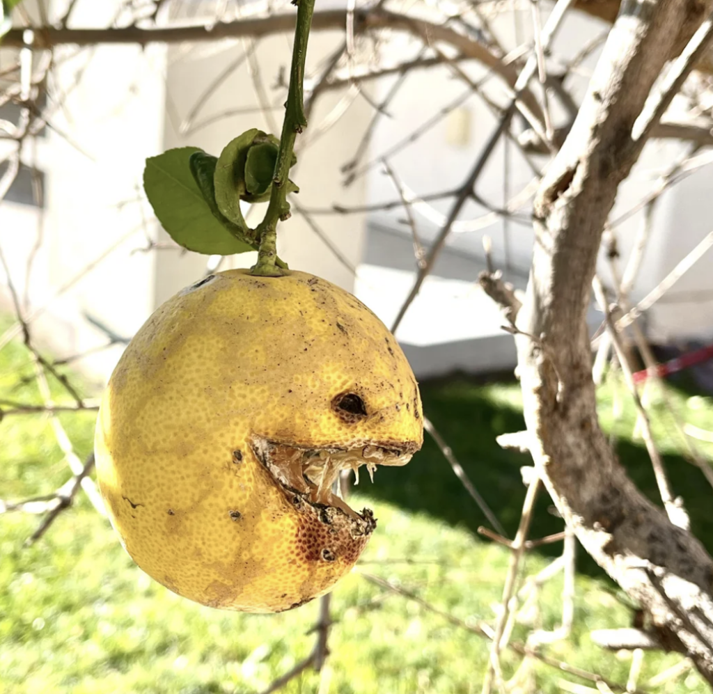 A yellow lemon on a tree has been shaped and carved to resemble a creature with sharp teeth and an eye, giving it a monstrous appearance. The background includes a white building and green grass.