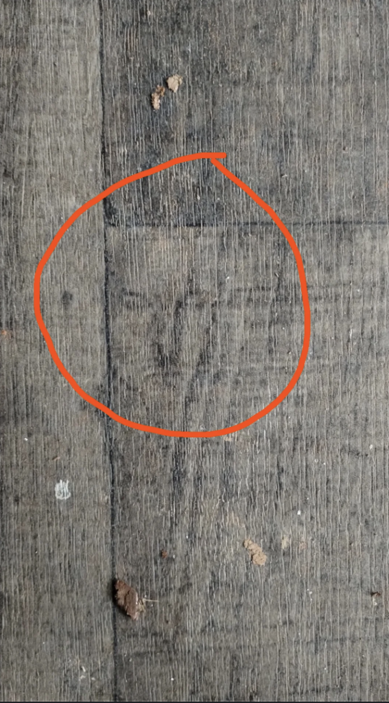 A close-up of a wooden surface with a knot-like pattern resembling a slender tree or plant circled in red. The wood is weathered, with small bits of debris scattered around the area inside the circle.