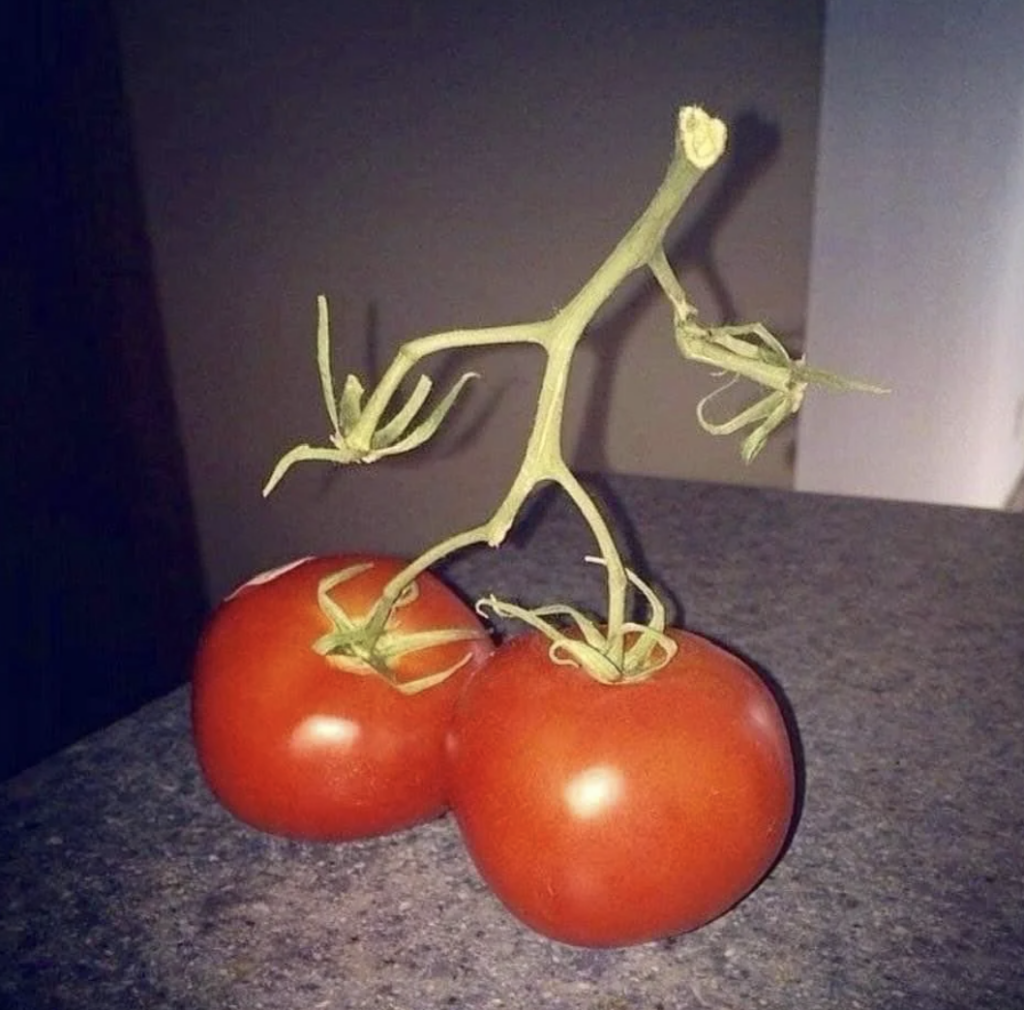 Two tomatoes are connected by a vine stem, resembling a stick figure with arms raised. The unique shape gives the appearance of the tomatoes being its legs, positioned on a dark countertop with a beige wall in the background.