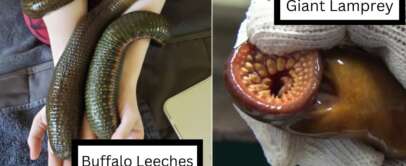 The image is split into two panels. The left panel shows several large, dark green Buffalo leeches on a person's arm. The right panel shows a gloved hand holding a Giant Lamprey, highlighting its circular, toothed mouth. Text labels indicate "Buffalo Leeches" and "Giant Lamprey.