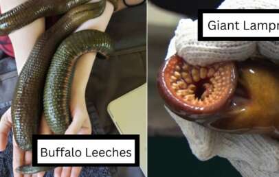 The image is split into two panels. The left panel shows several large, dark green Buffalo leeches on a person's arm. The right panel shows a gloved hand holding a Giant Lamprey, highlighting its circular, toothed mouth. Text labels indicate "Buffalo Leeches" and "Giant Lamprey.