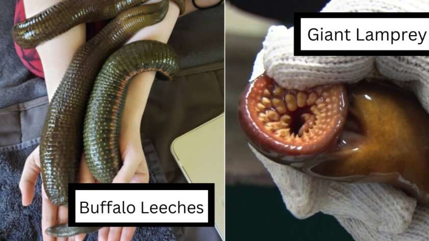 The image is split into two panels. The left panel shows several large, dark green Buffalo leeches on a person's arm. The right panel shows a gloved hand holding a Giant Lamprey, highlighting its circular, toothed mouth. Text labels indicate "Buffalo Leeches" and "Giant Lamprey.