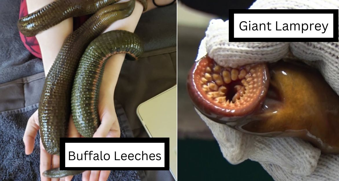 The image is split into two panels. The left panel shows several large, dark green Buffalo leeches on a person's arm. The right panel shows a gloved hand holding a Giant Lamprey, highlighting its circular, toothed mouth. Text labels indicate "Buffalo Leeches" and "Giant Lamprey.