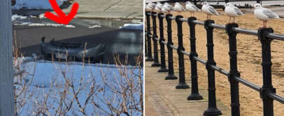 Left side: A car bumper is partially covered in snow on a street with a red arrow pointing at it. Right side: Several seagulls are perched on a railing by a sandy beach and boardwalk.