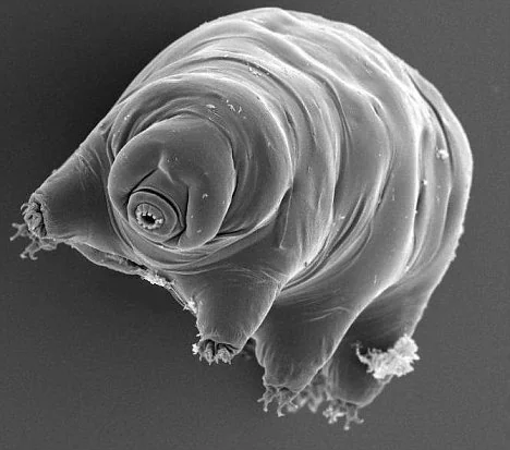 Microscopic photos - The Water Bear