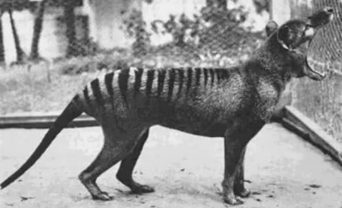 Final photos of animals before they went extinct - Thylacine in 1933