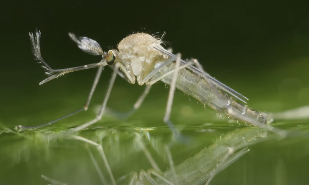 Close-up of a small mosquito with translucent wings and long legs, standing on a reflective green surface. The focus highlights its detailed body and delicate features.