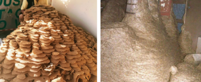 The image shows two side-by-side photos. The left shows a man beside a massive pile of dried brown leaves inside a room. The right shows a large pile of fibrous straw-like material stacked in a dimly lit space.