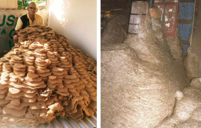 The image shows two side-by-side photos. The left shows a man beside a massive pile of dried brown leaves inside a room. The right shows a large pile of fibrous straw-like material stacked in a dimly lit space.