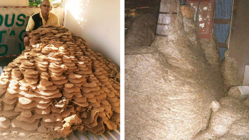 The image shows two side-by-side photos. The left shows a man beside a massive pile of dried brown leaves inside a room. The right shows a large pile of fibrous straw-like material stacked in a dimly lit space.